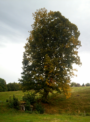 Bäume